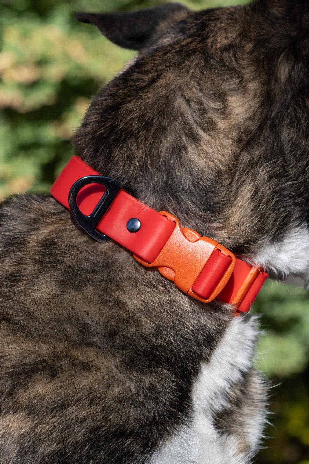 Scarlet Peaks Waterproof Dog Collar: Autumn Red / Flame Orange / 20 - 26
