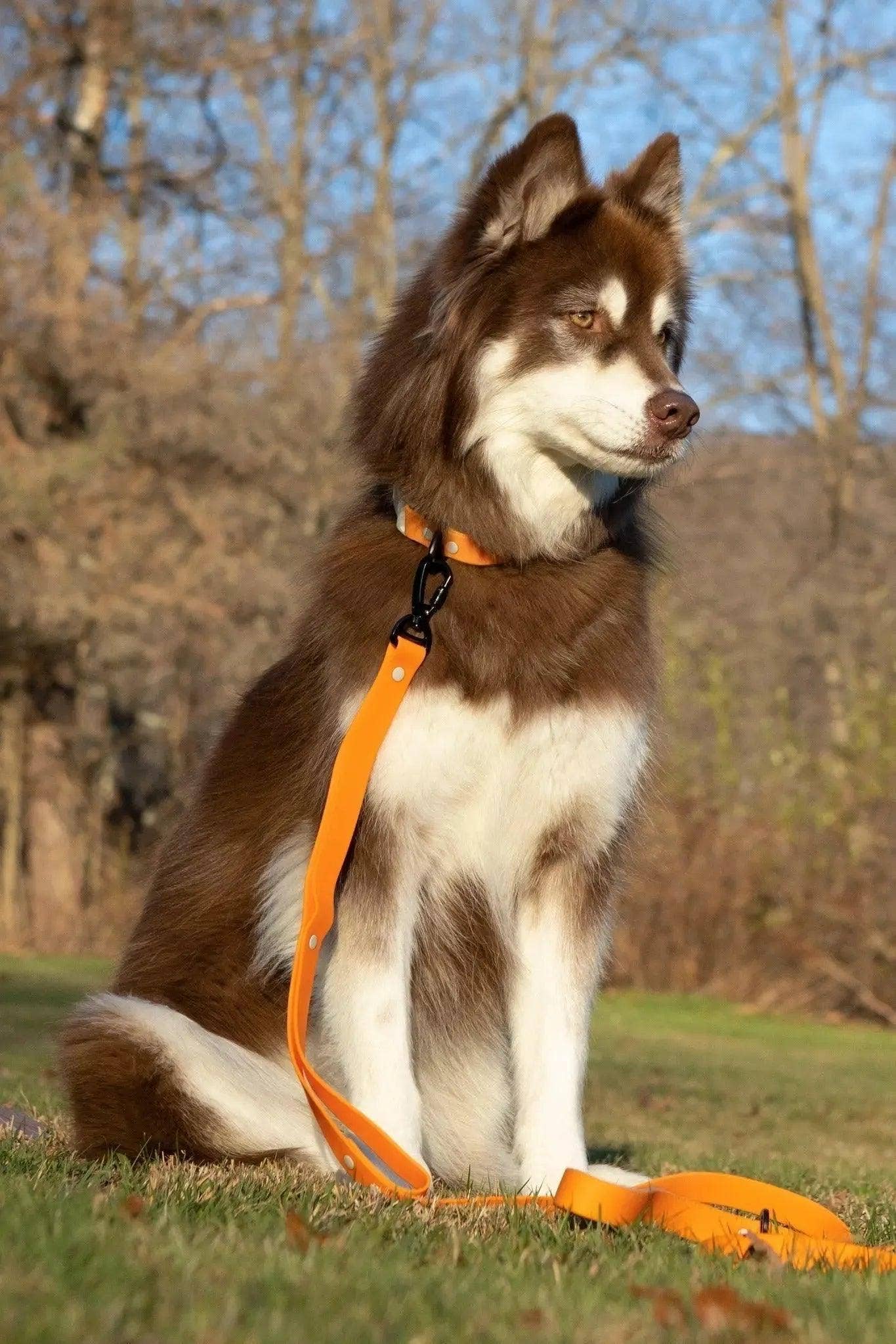 Crimson Glow Waterproof Dog Collar: Bright Orange / Gray / 21 - 28