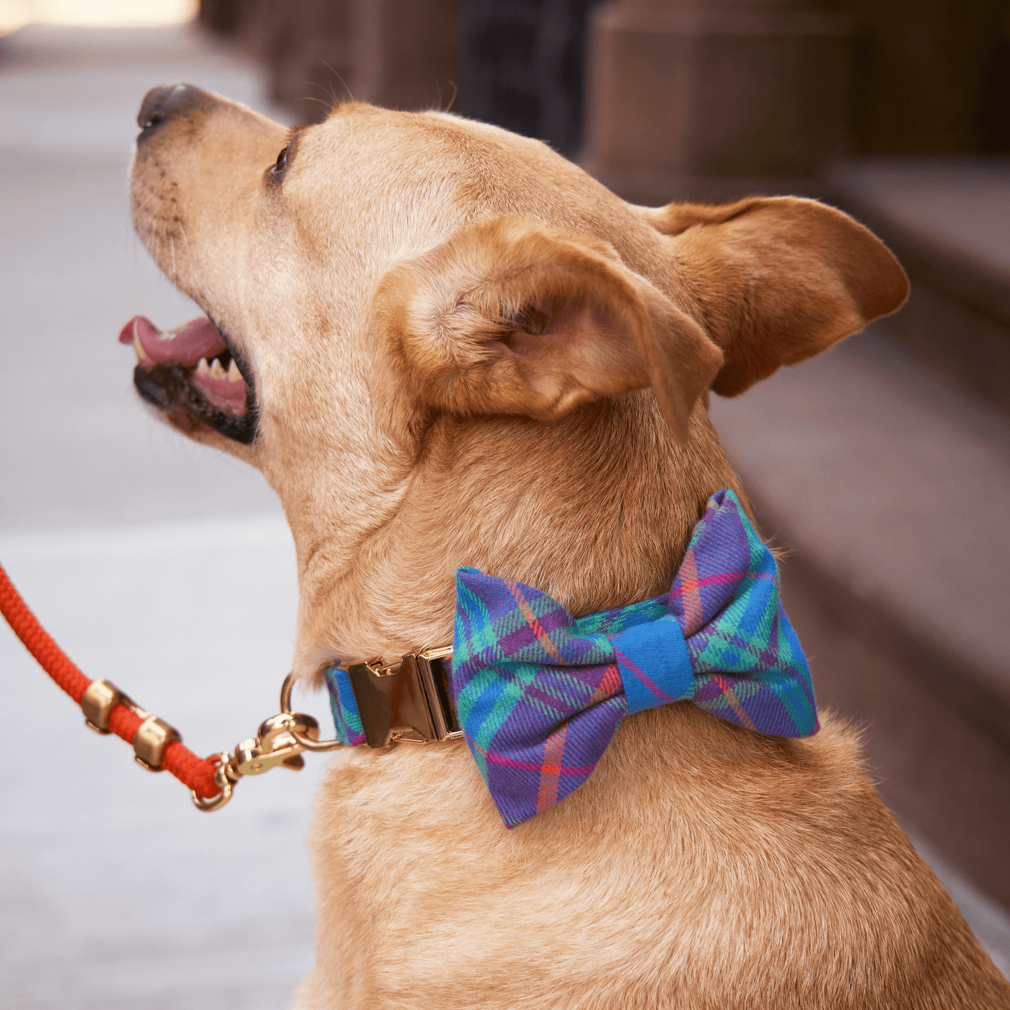 Foggy Dog Piper Plaid Flannel Dog Bow Tie – Removable & Dapper