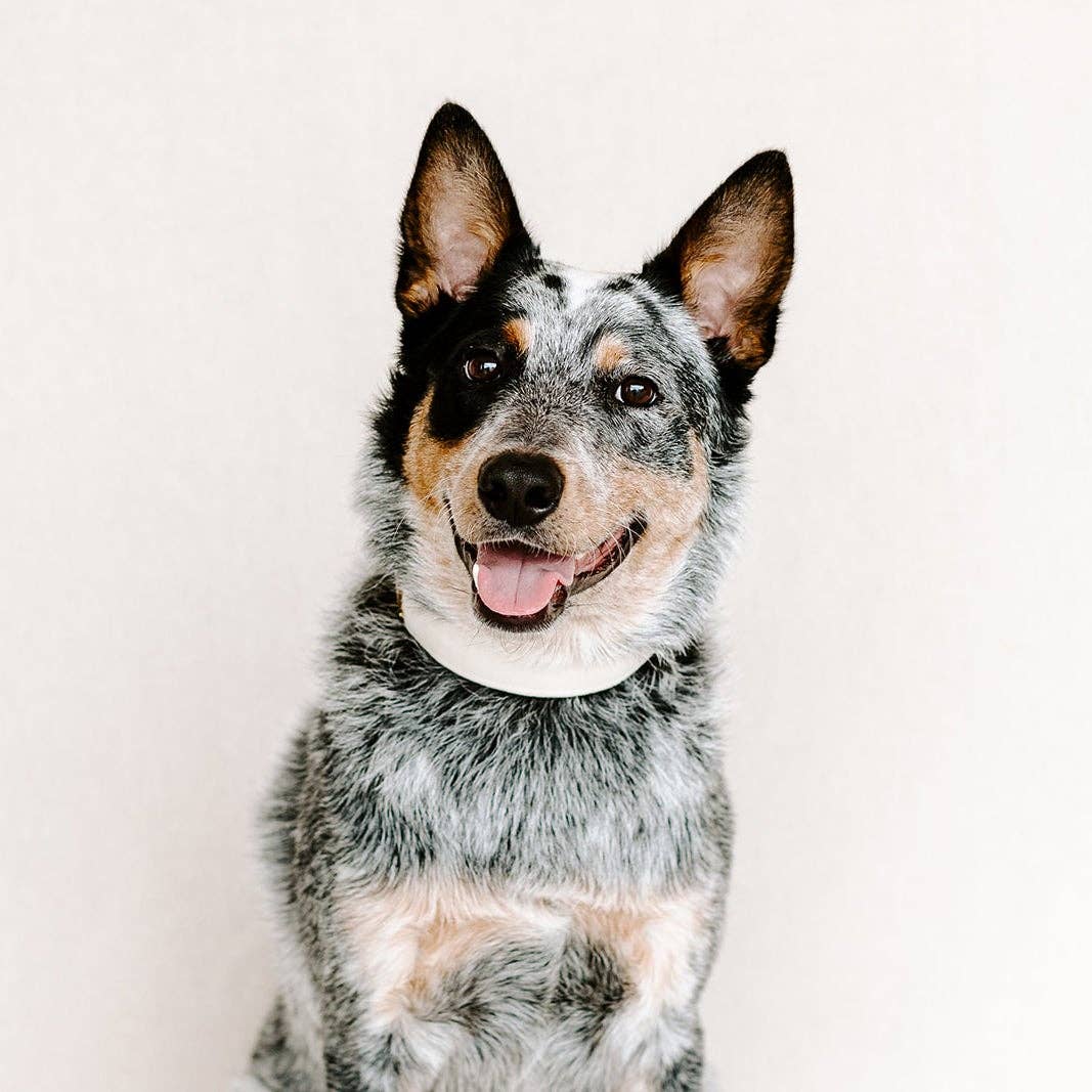 Ivory Velvet Dog Collar