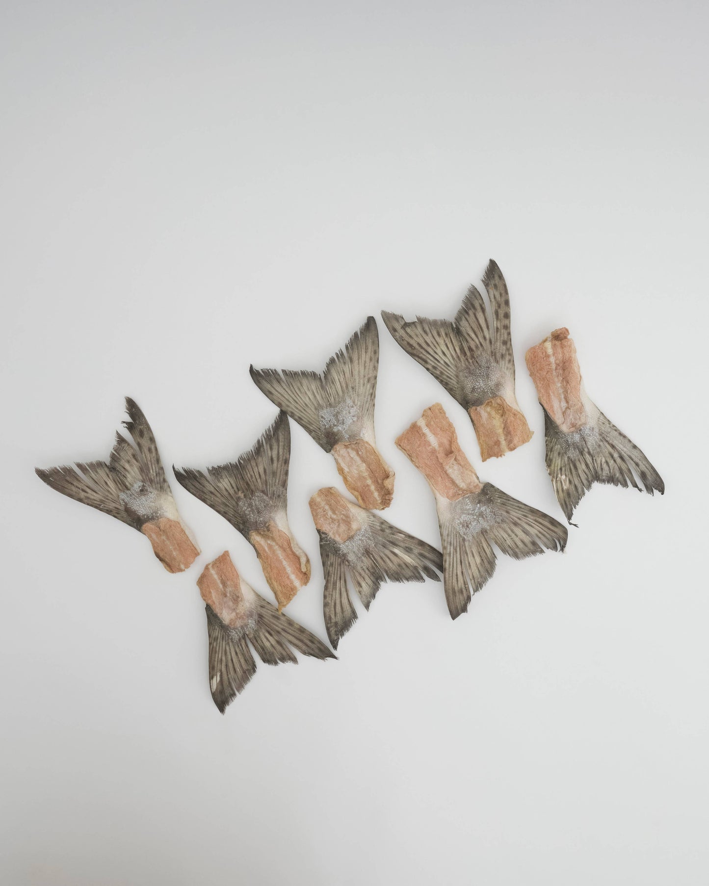 Wild Salmon Tails: Compostable Bag (5 Tails)