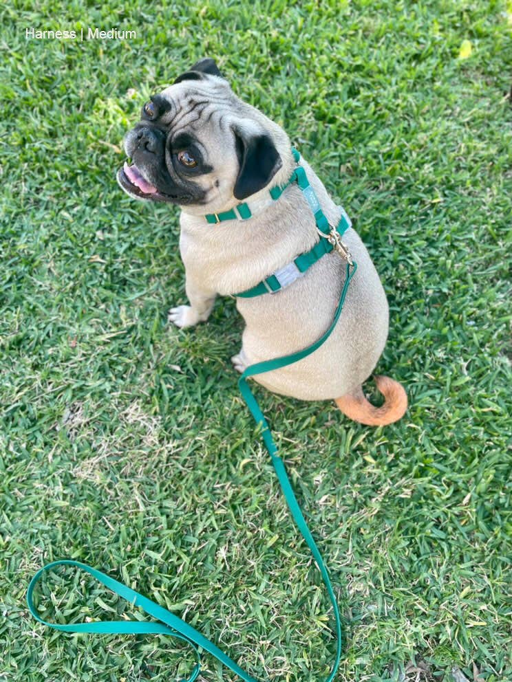 Meadow Green Cloud Lite Dog Harness