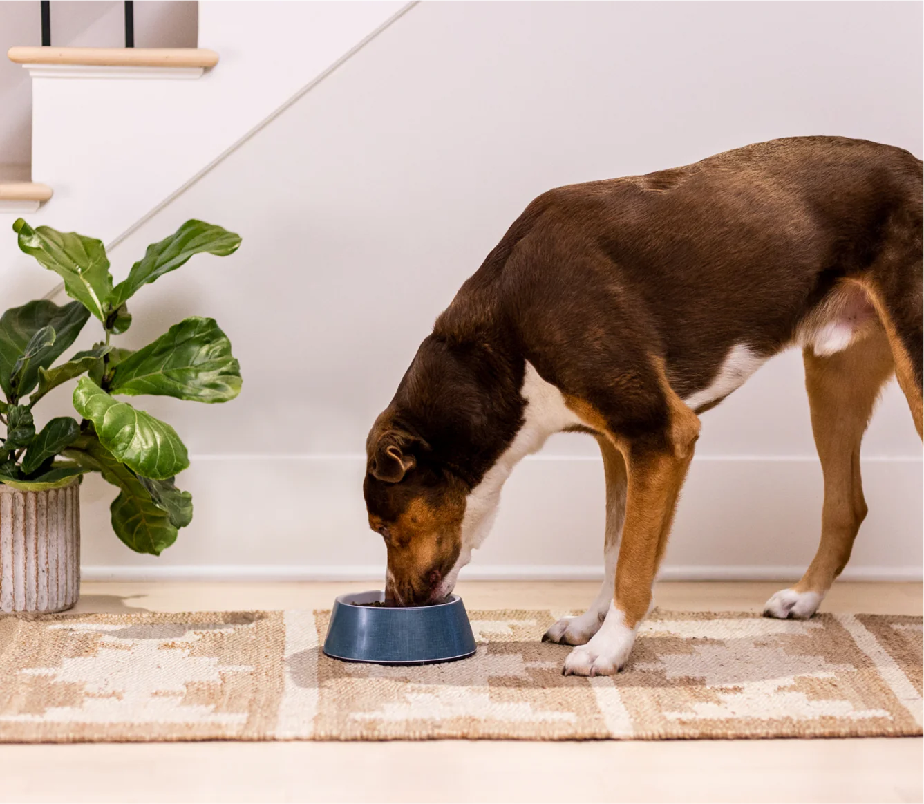 Grass-Fed Beef & Ancient Grains Dog Food 22 lb