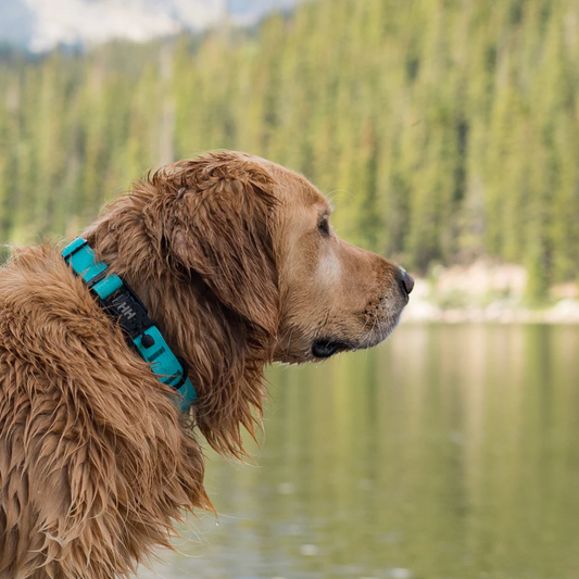 Howl House Camper Collar