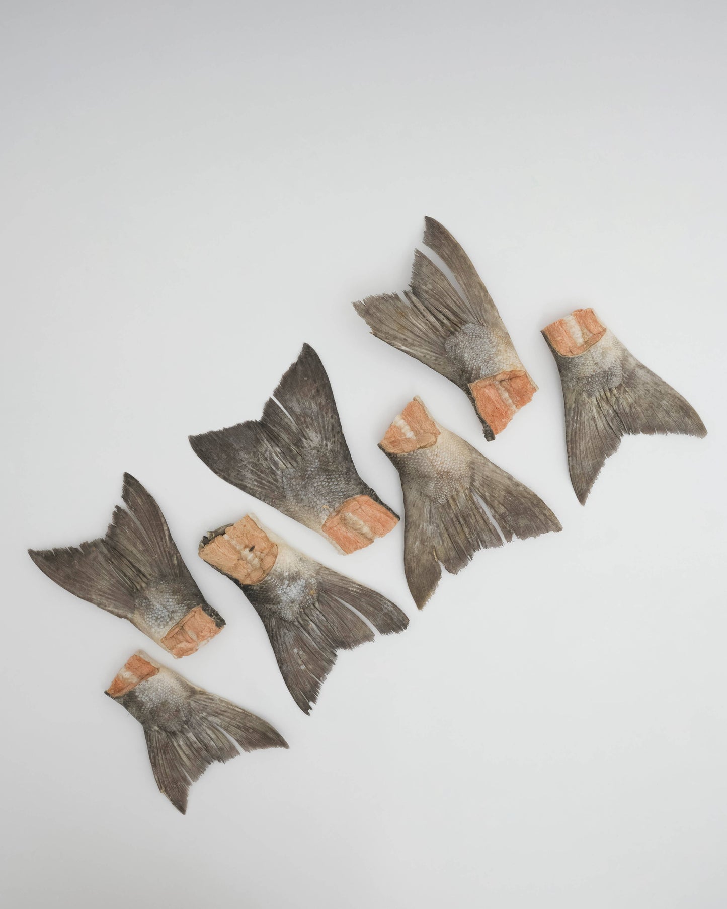 Wild Salmon Tails: Compostable Bag (5 Tails)
