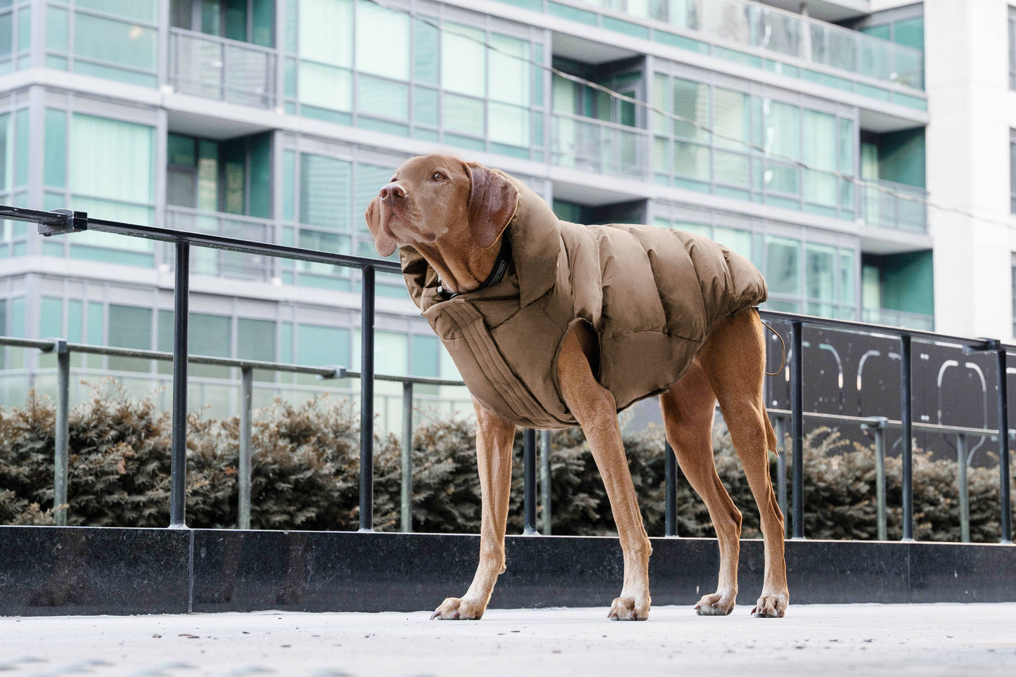 Waterproof Dog Puffer