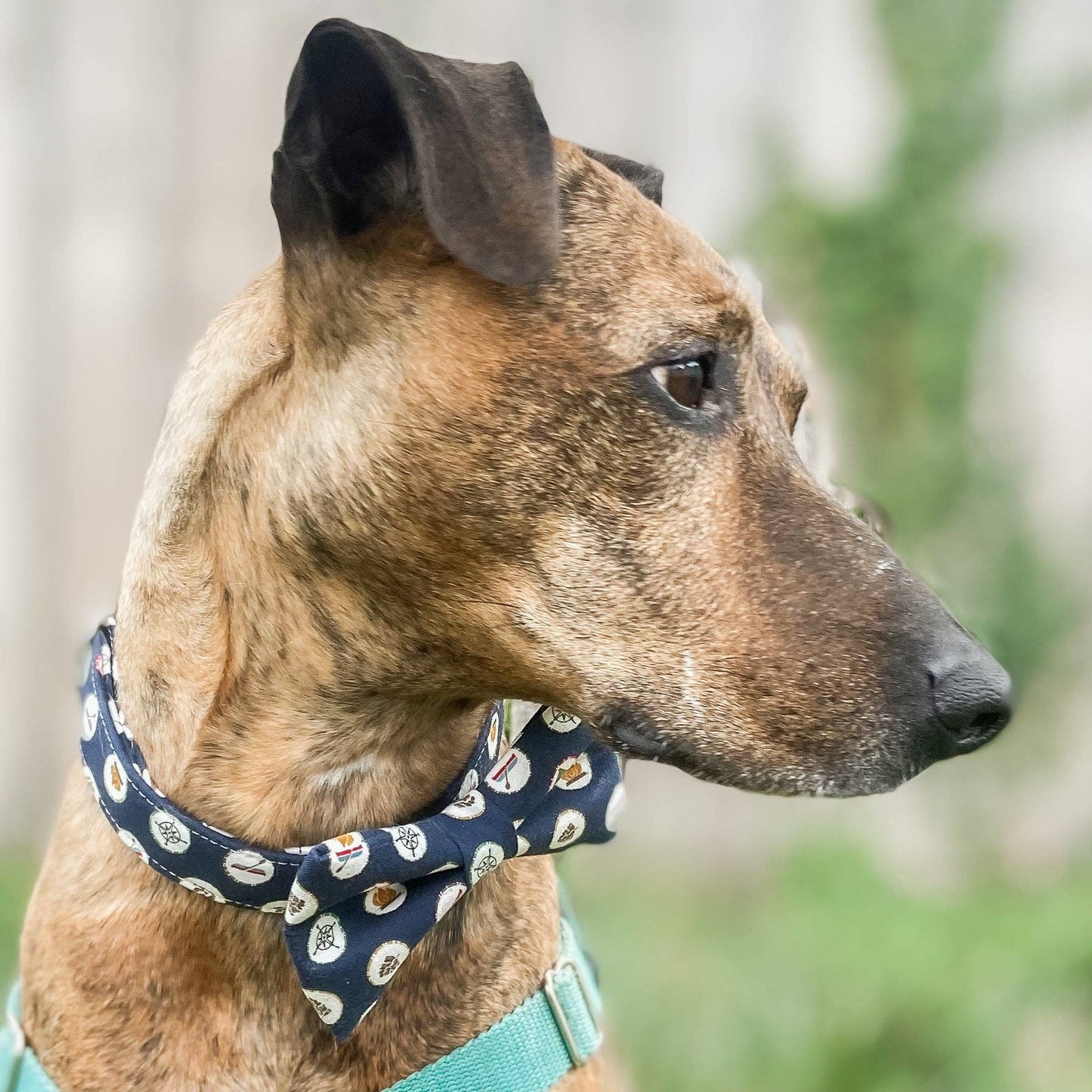 Doggish Camping Icons Dog Collar