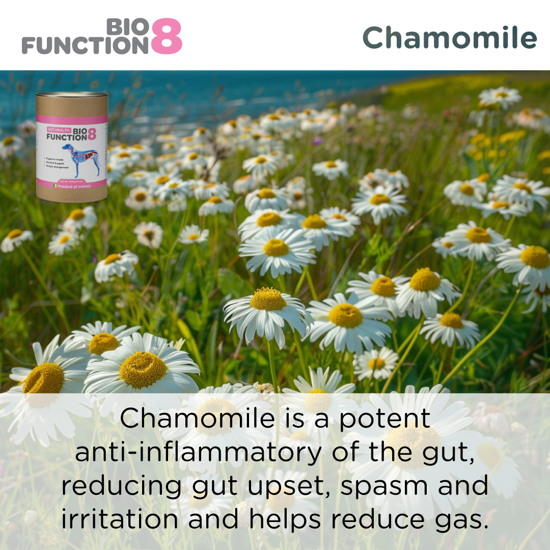 Biofunction8 Gut Health Supplement- 150 grams