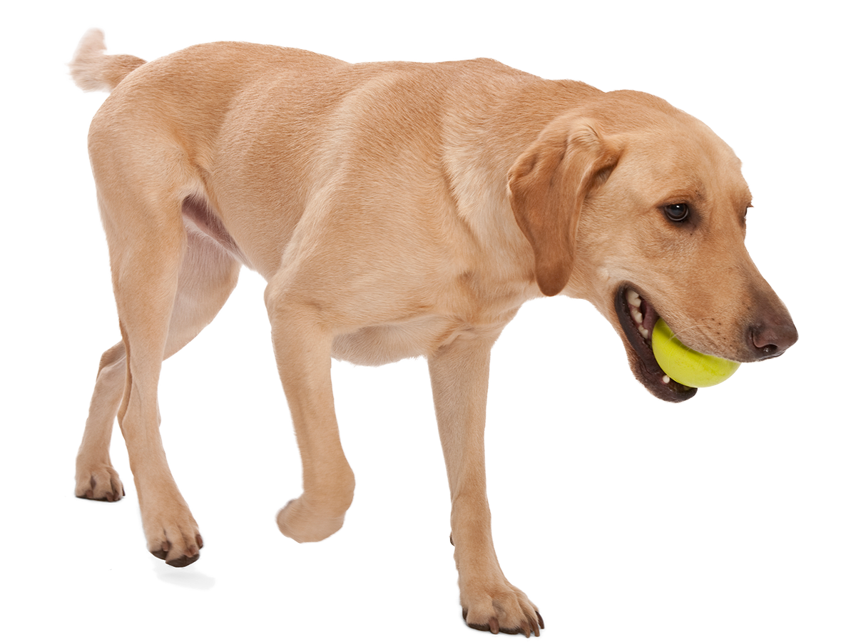 Jive® Dog Toy Ball for Chew, and Fetch: Tangerine