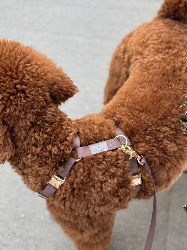 Espresso Brown Cloud Lite Dog Harness