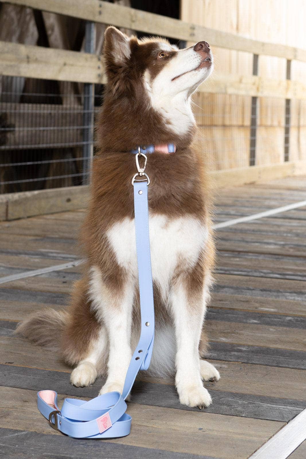 Blue Sky Orchid Waterproof Dog Collar: Periwinkle / Light Pink / 15 - 17