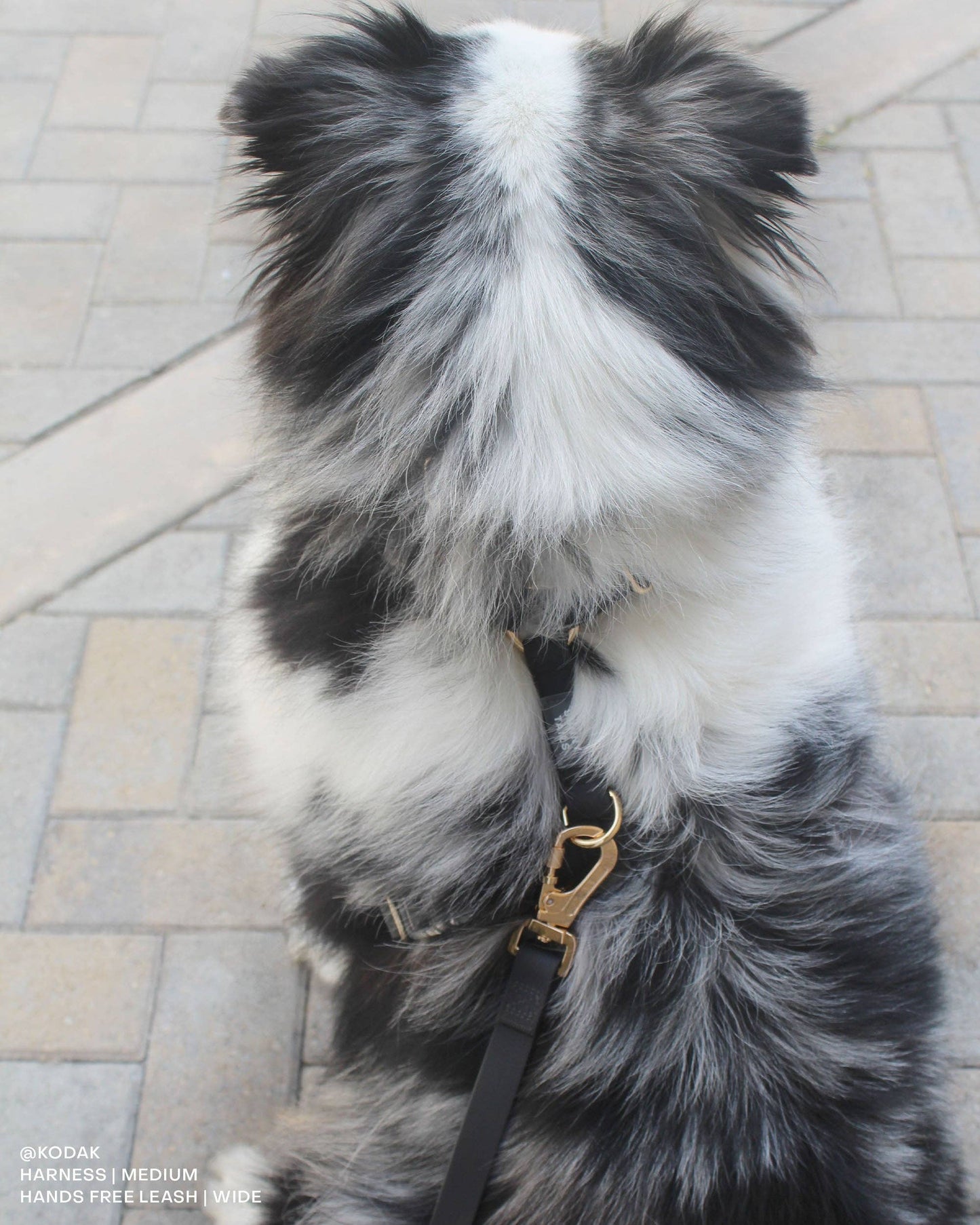 Ember Black Cloud Lite Dog Harness
