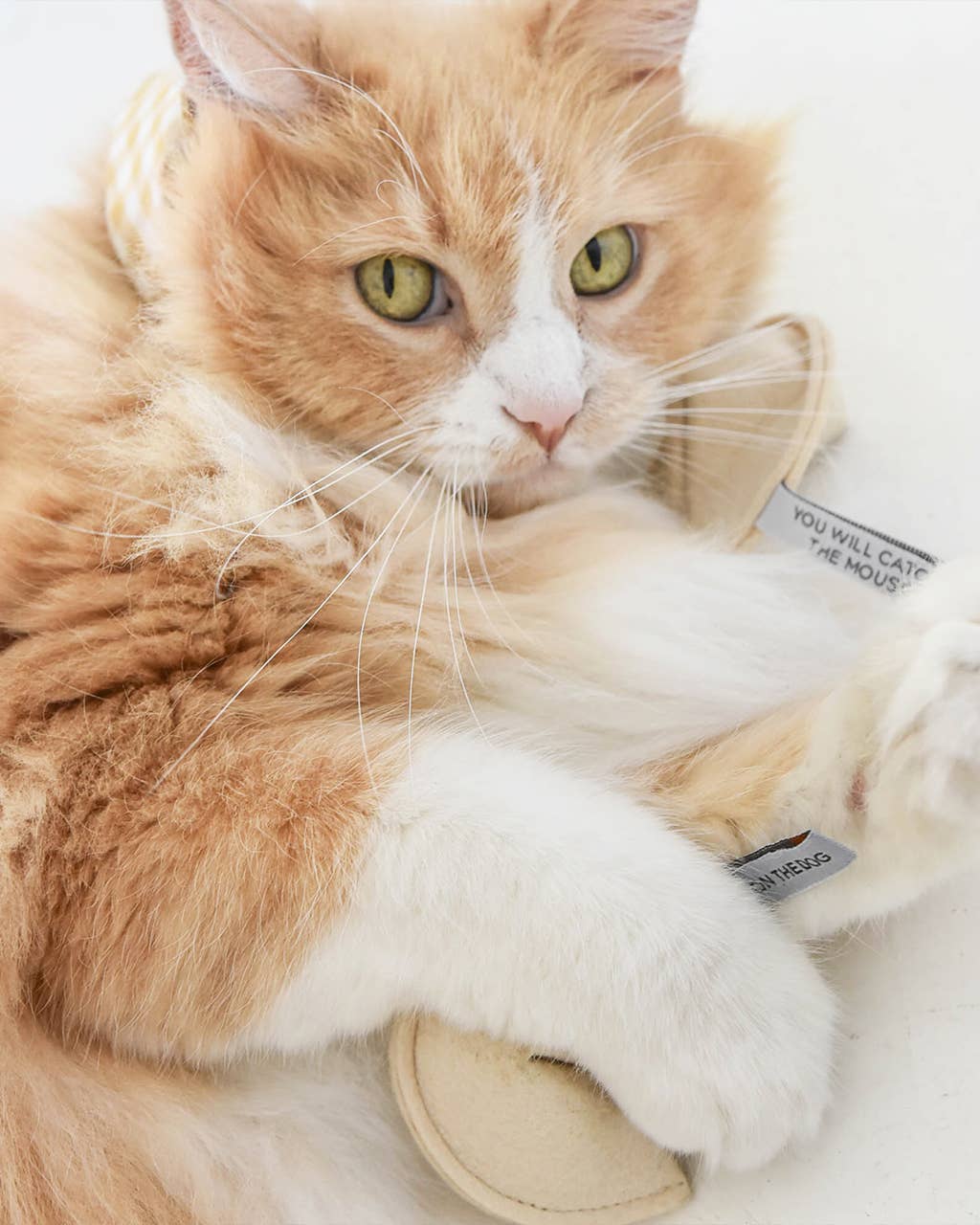 Kitty Fortune Cookie: Blame It on the Dog