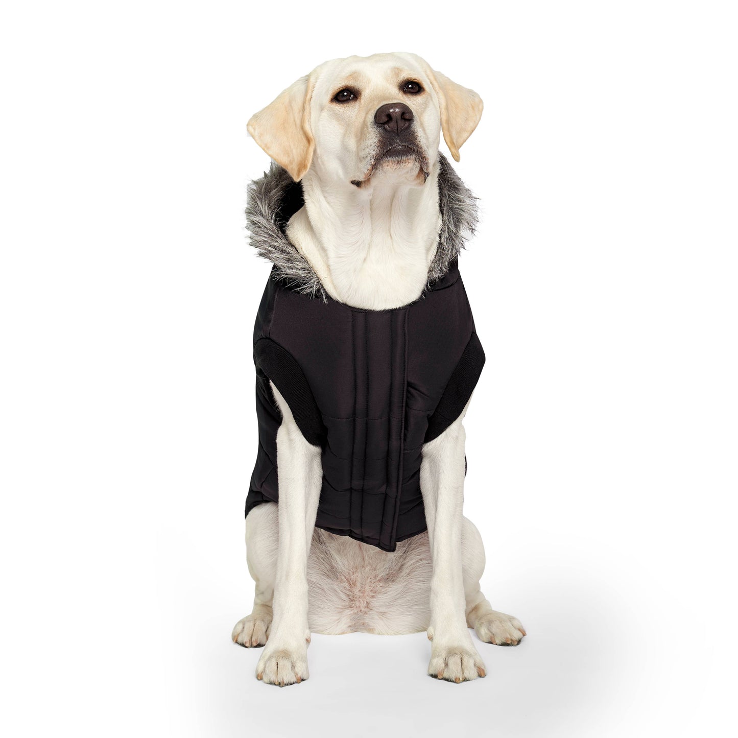 True North Dog Parka: Yellow / 20+
