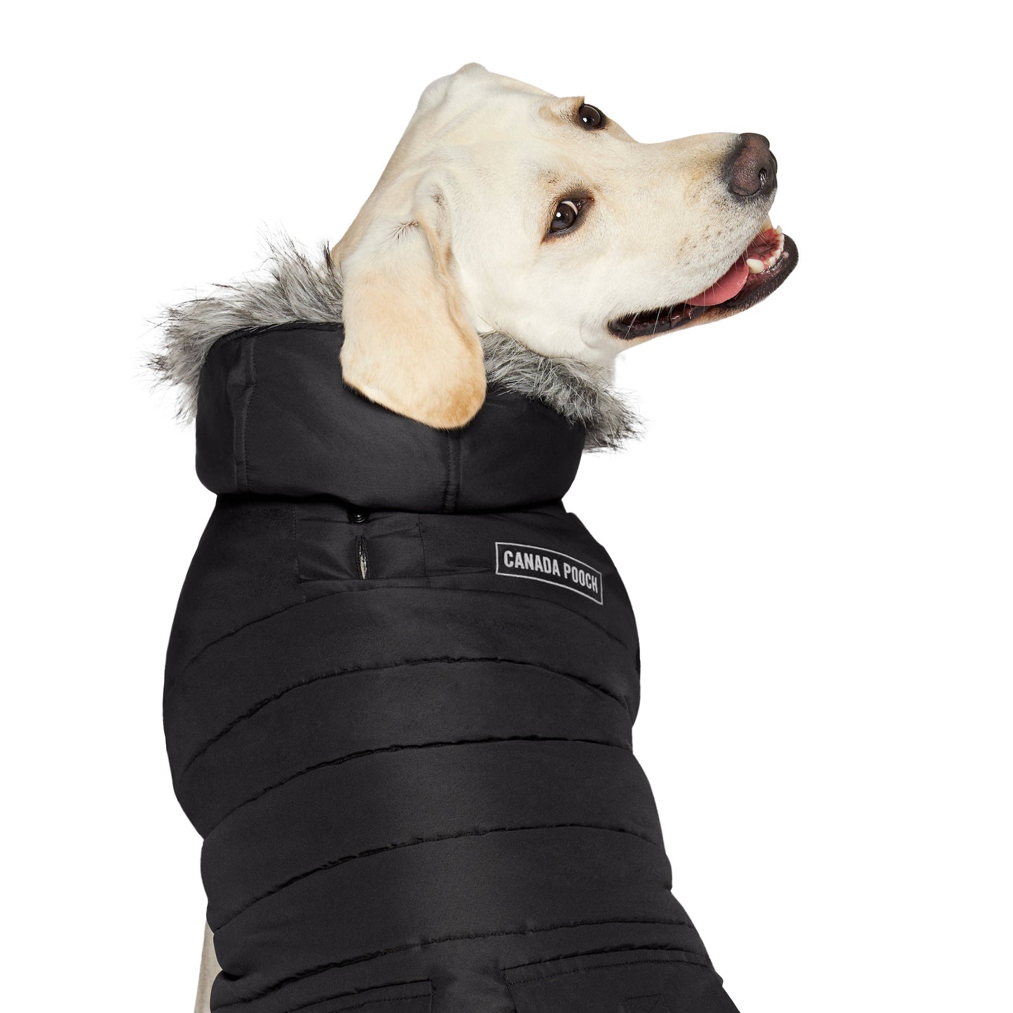 True North Dog Parka: Yellow / 20+