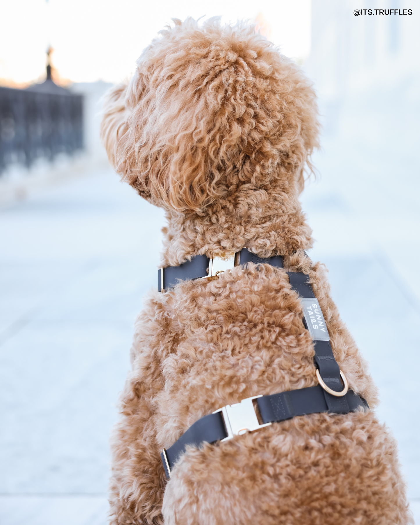 Ember Black Cloud Lite Dog Harness