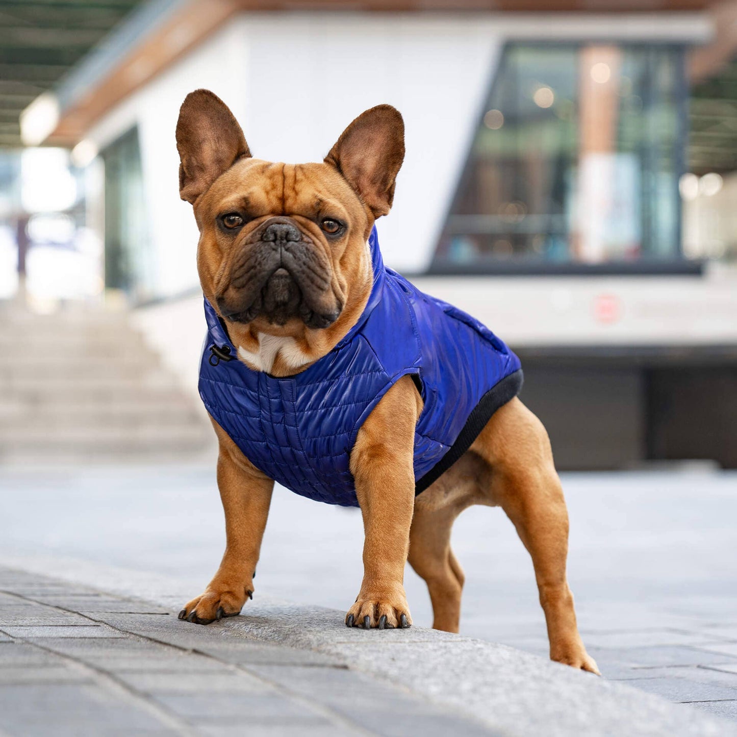 Shiny Puffer Vest- Dog Coat: Iridescent