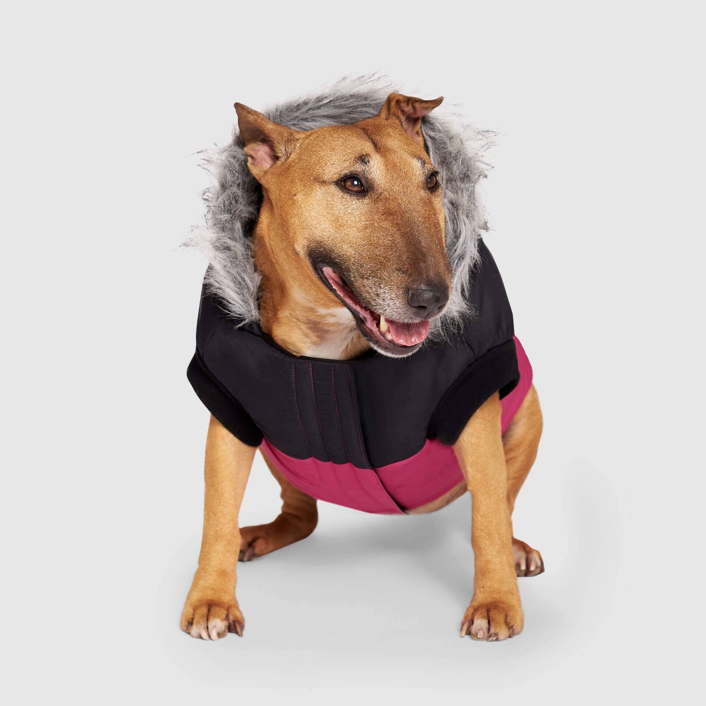 True North Dog Parka: Black / 18