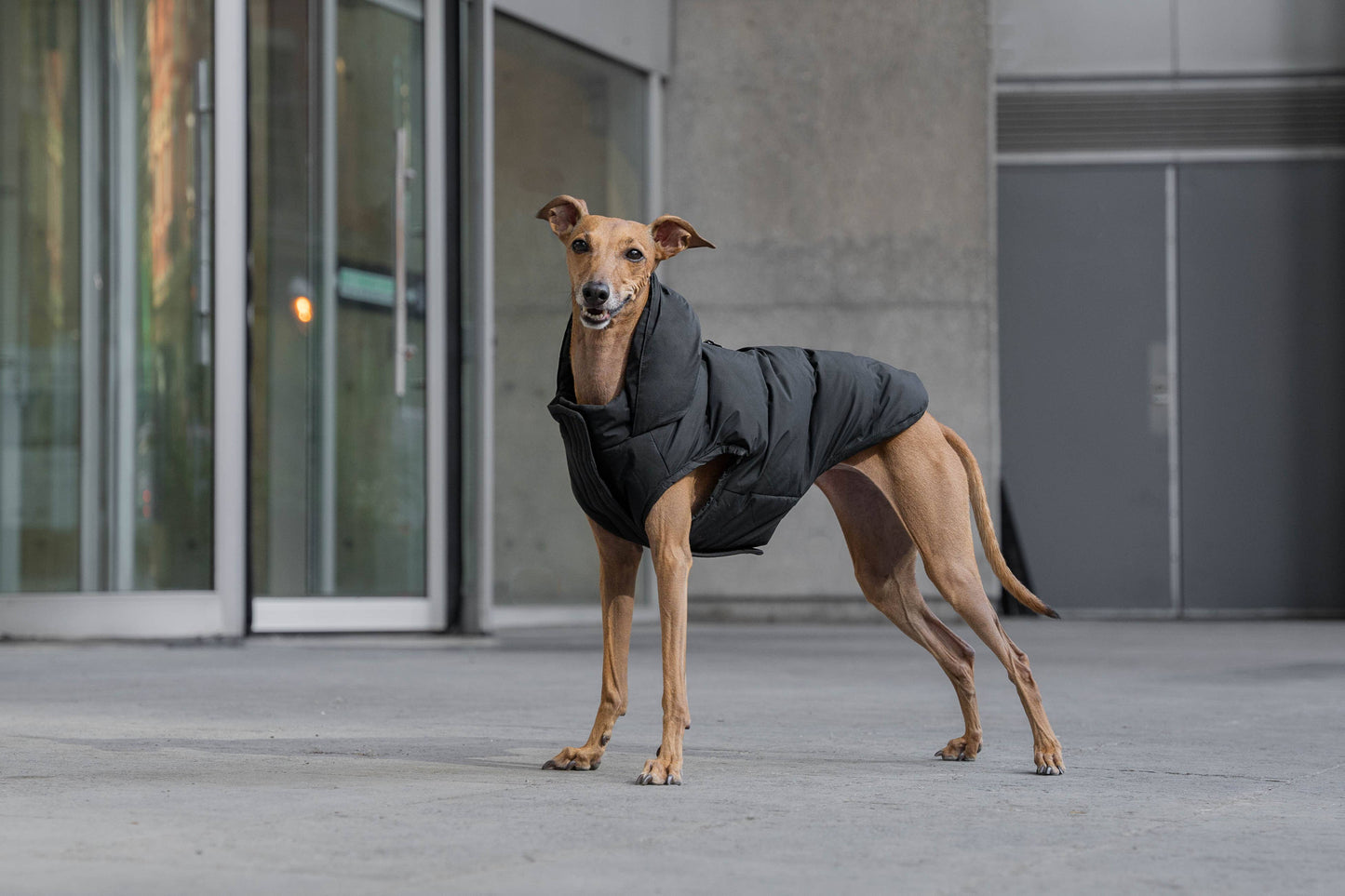 Waterproof Dog Puffer