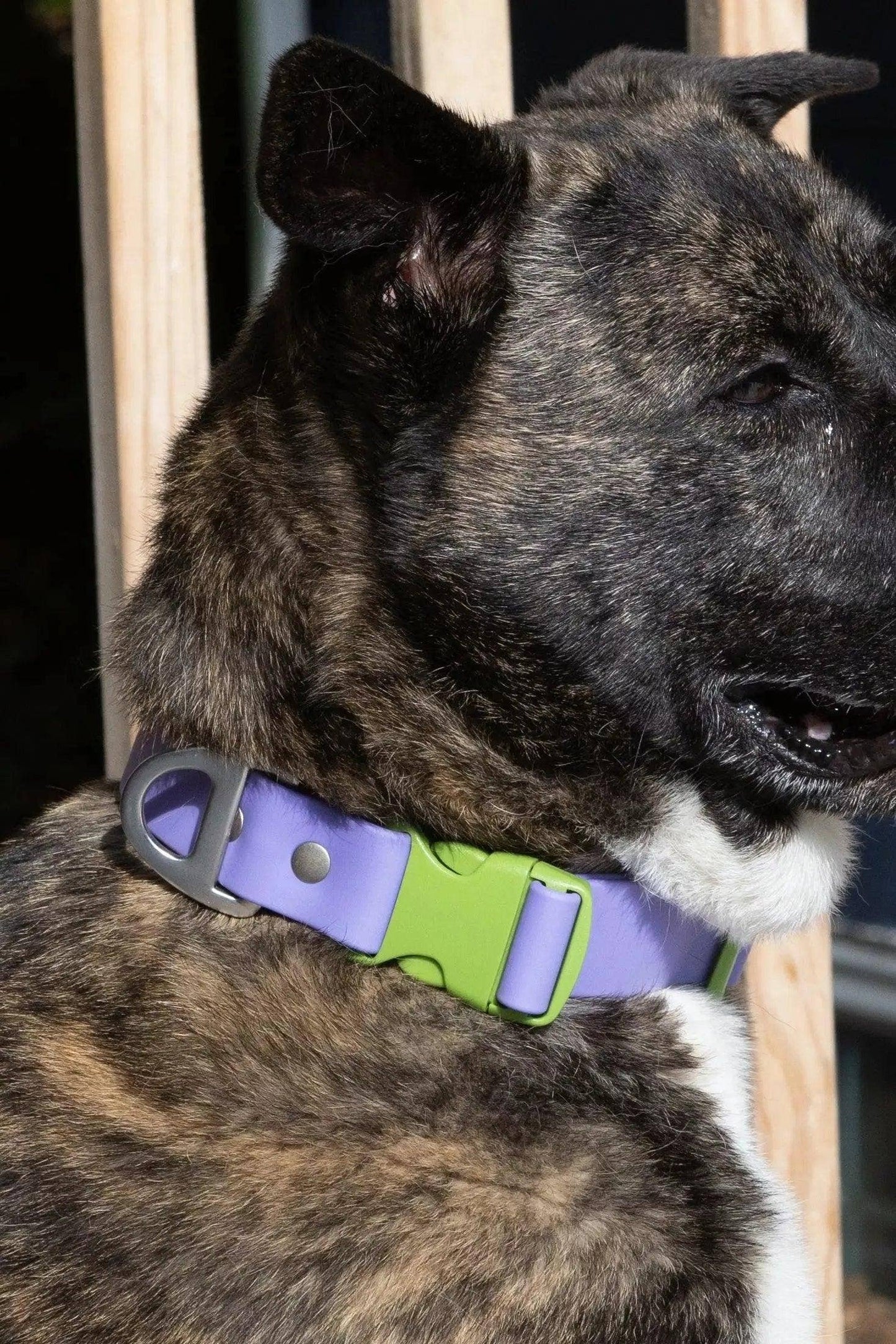 Lavender Garden Waterproof Dog Collar: Lavender / Meadow Green / 17 - 20