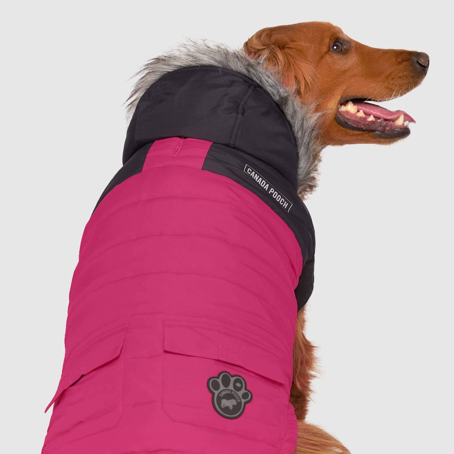 True North Dog Parka: Yellow / 20+
