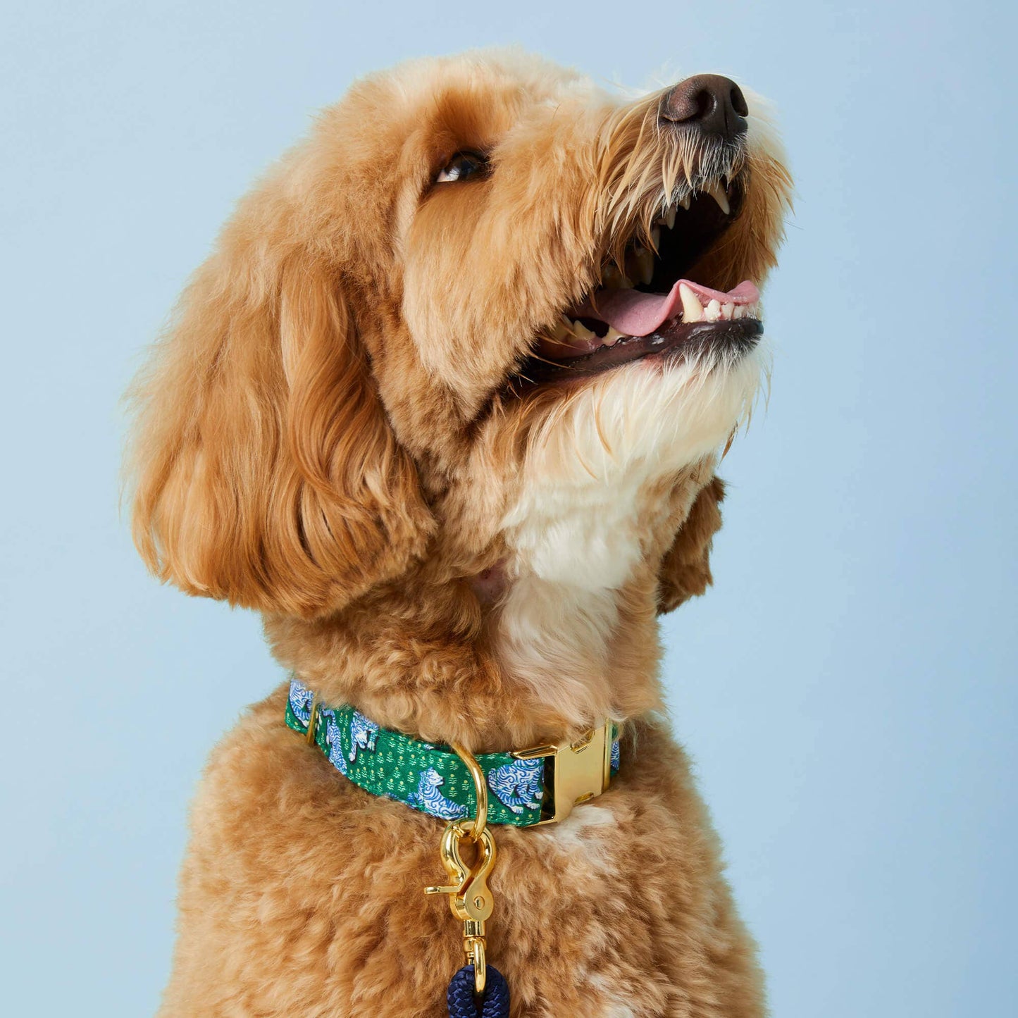 Printfresh x TFD Tiger Queen Dog Collar