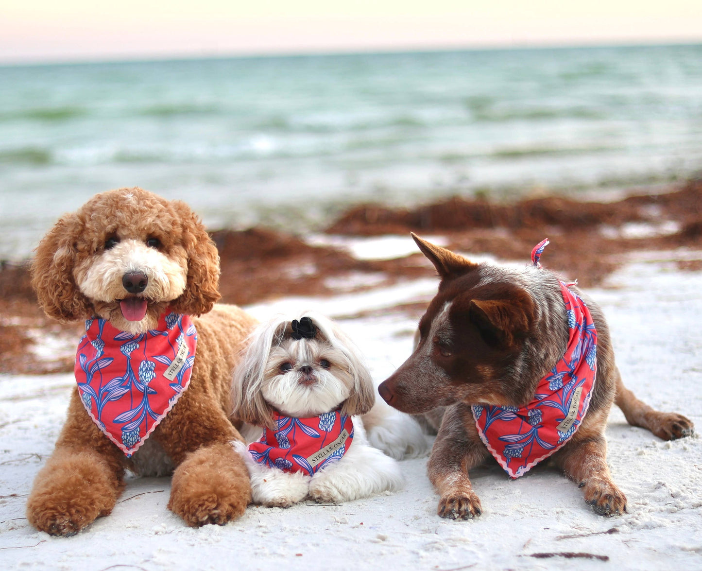 Stella & Oscar Coral Bloom Bandana