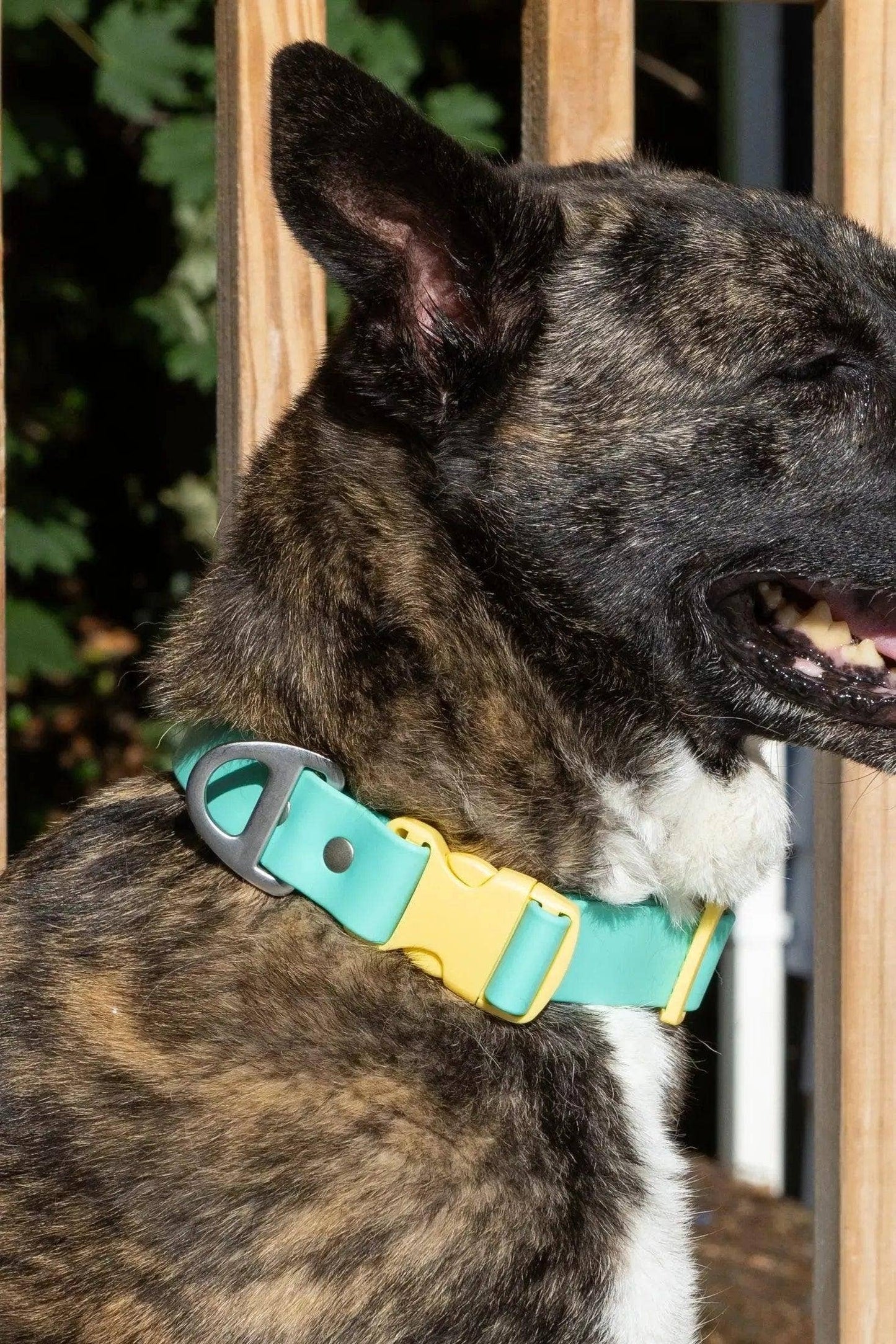 Island Vibes Waterproof Dog Collar: Aqua / Sunshine Yellow / 17 - 20