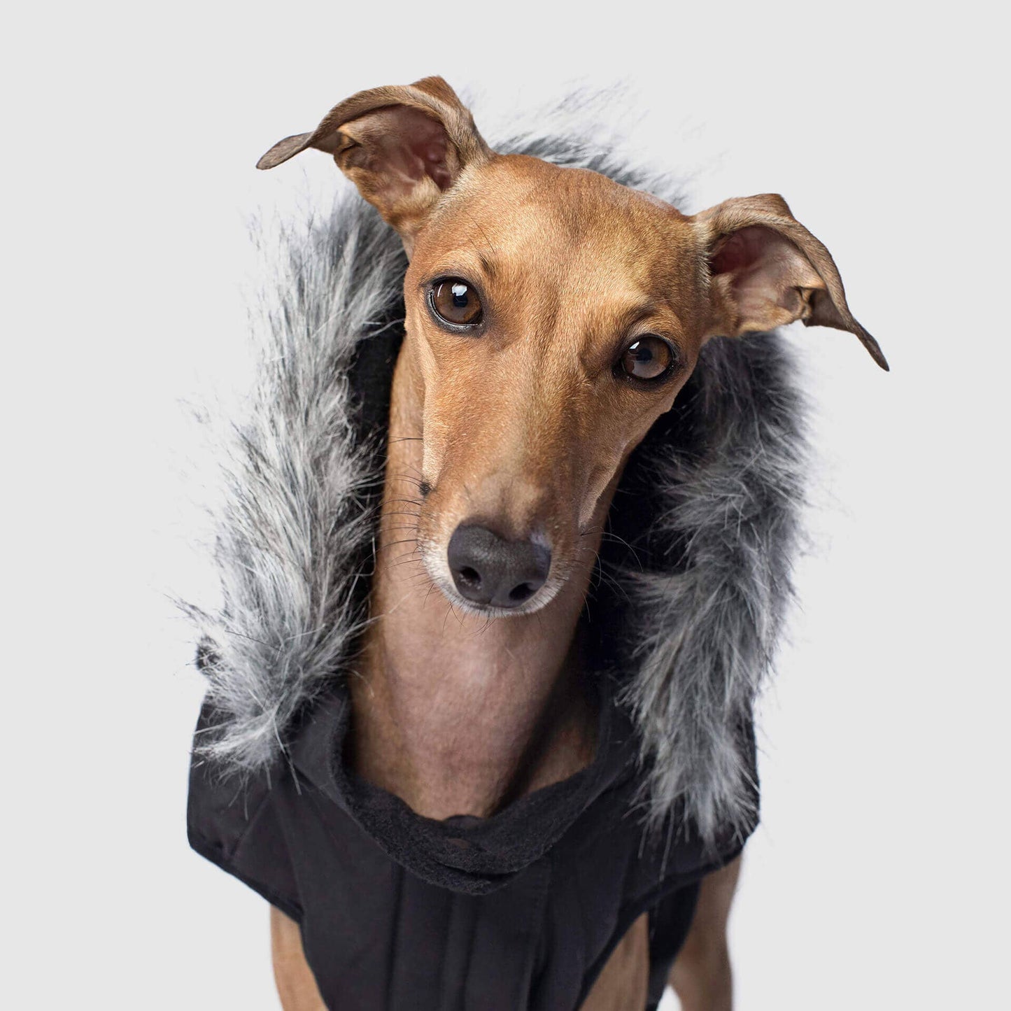 Everest Explorer Jacket- Dog Coat: Red Reflective