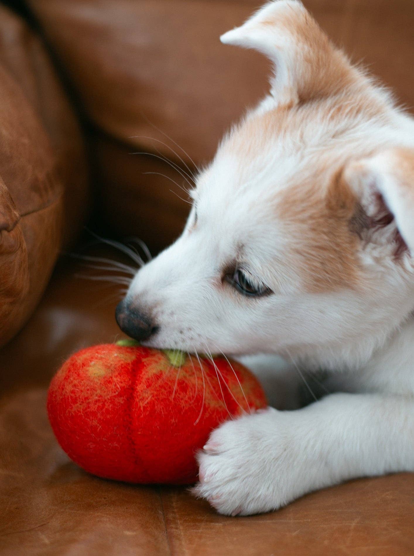 WOOL HEIRLOOM TOMATO