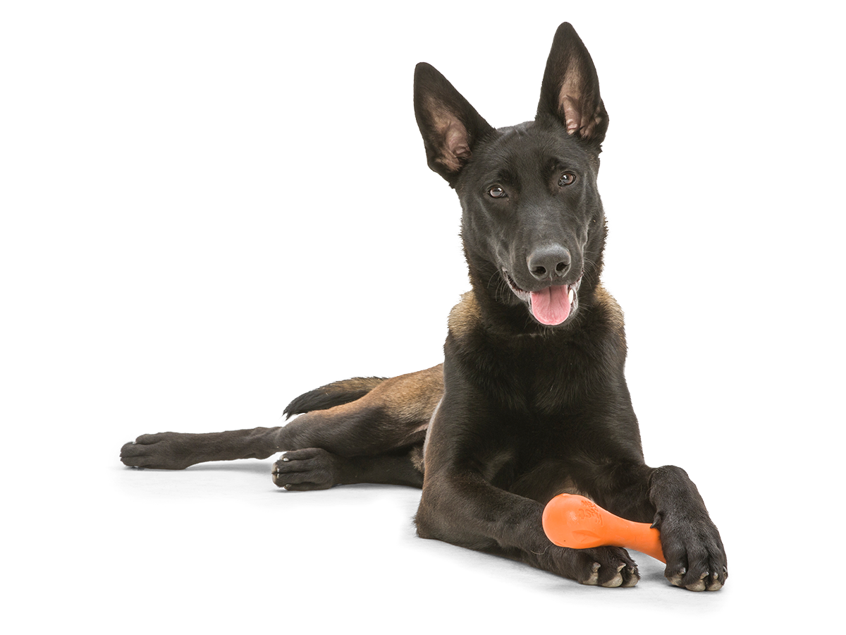 Hurley® Dog Toy for Chew, and Fetch: Tangerine / L
