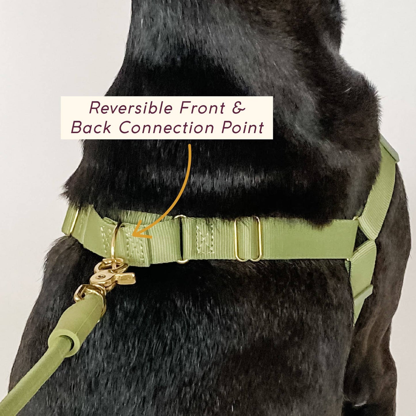Roam Harness: SLATE