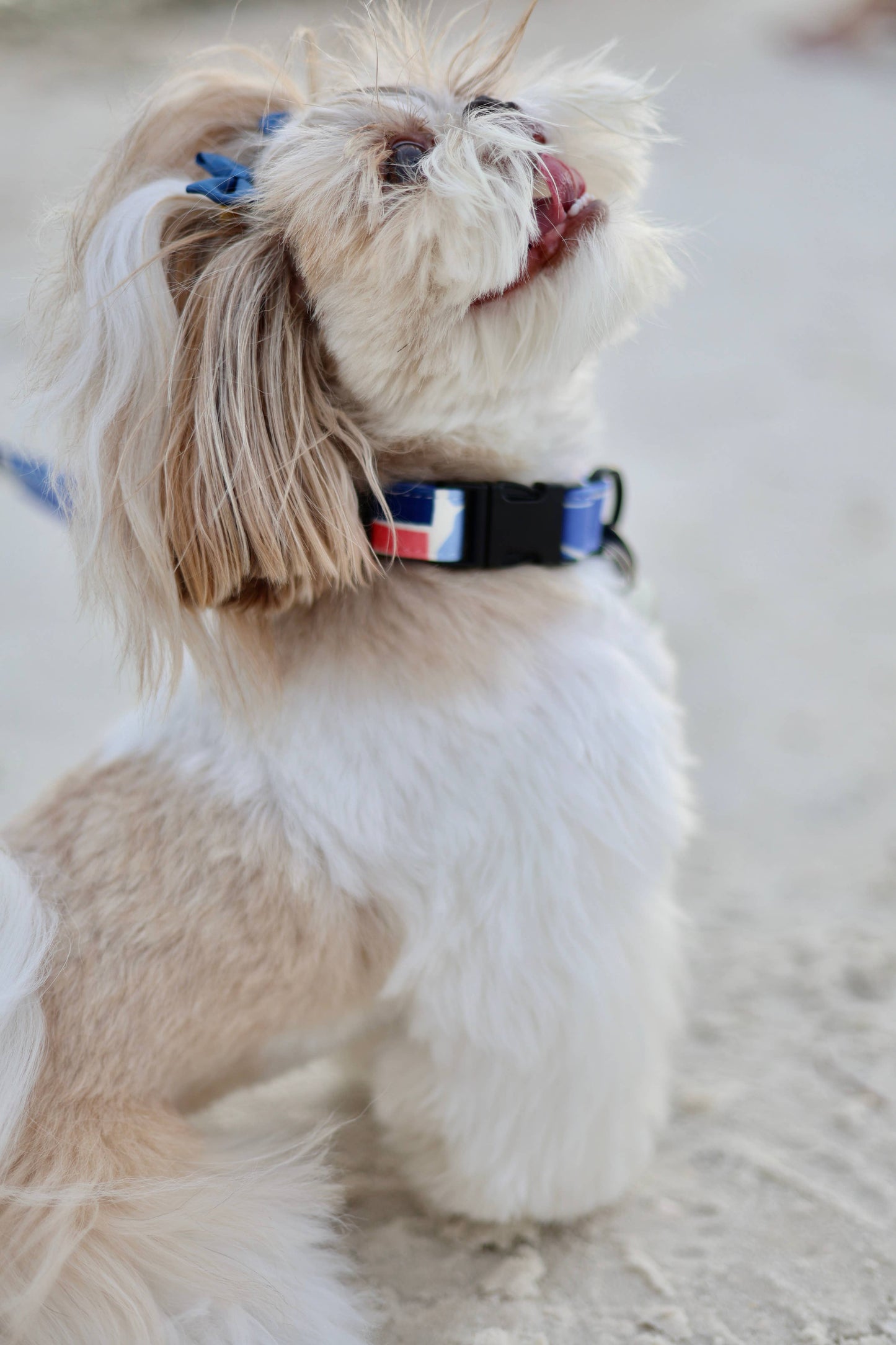 Floral Dog Collar