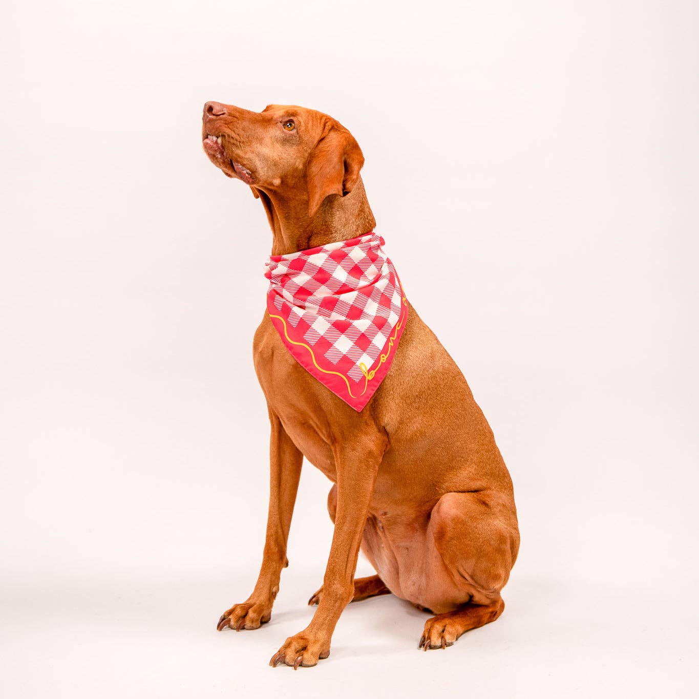 Bone Appétit Reversible Bandana