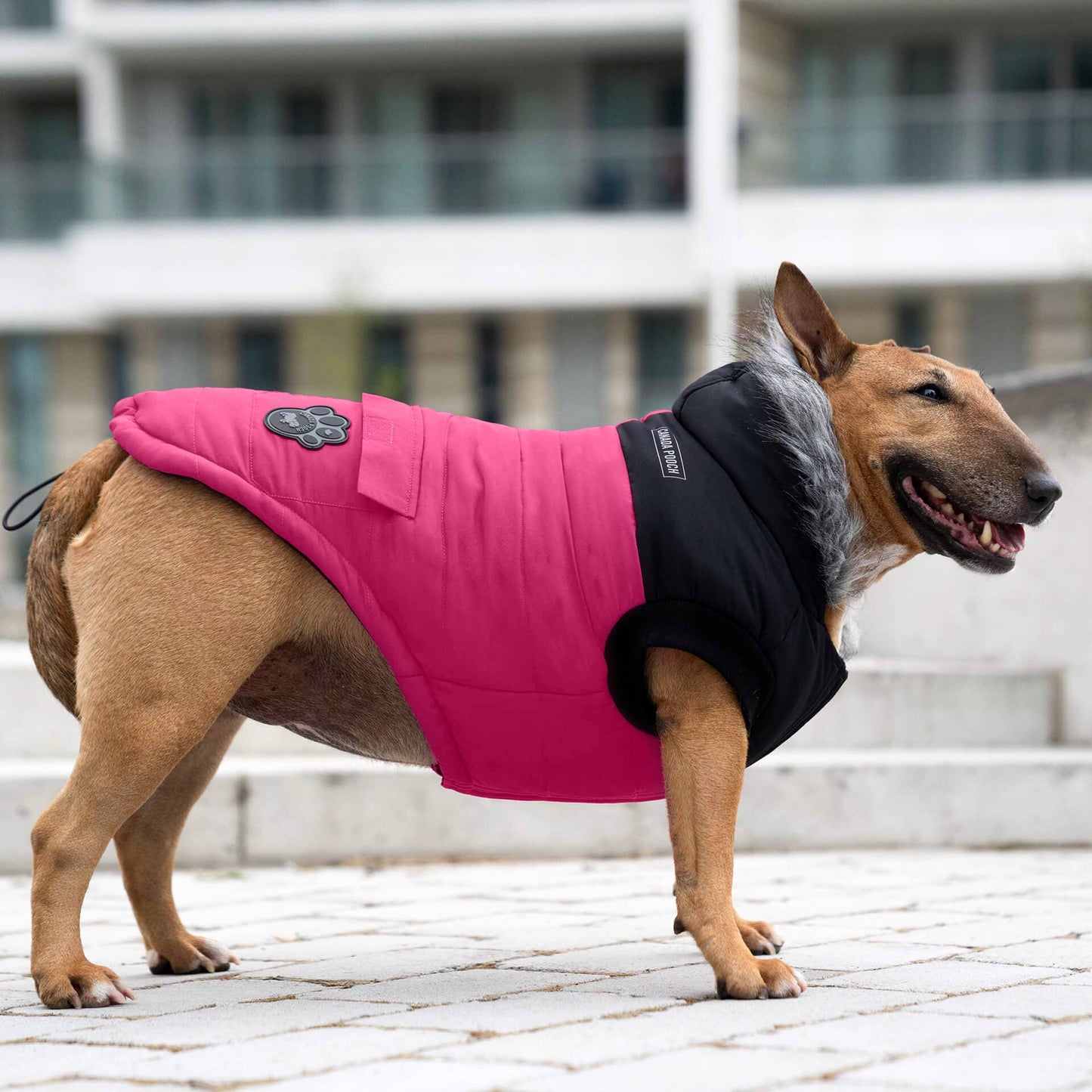 True North Dog Parka: Black / 18