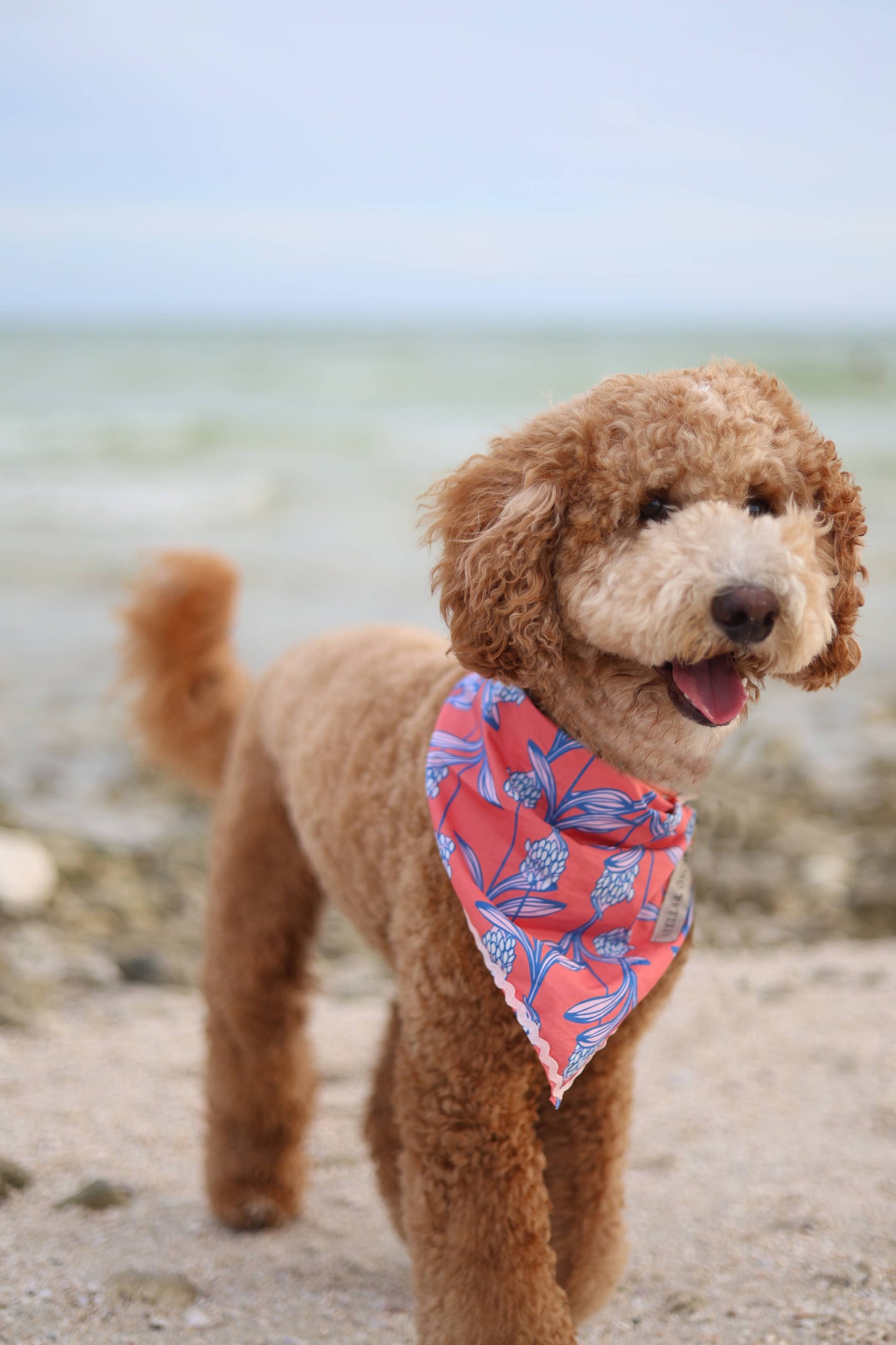 Stella & Oscar Coral Bloom Bandana