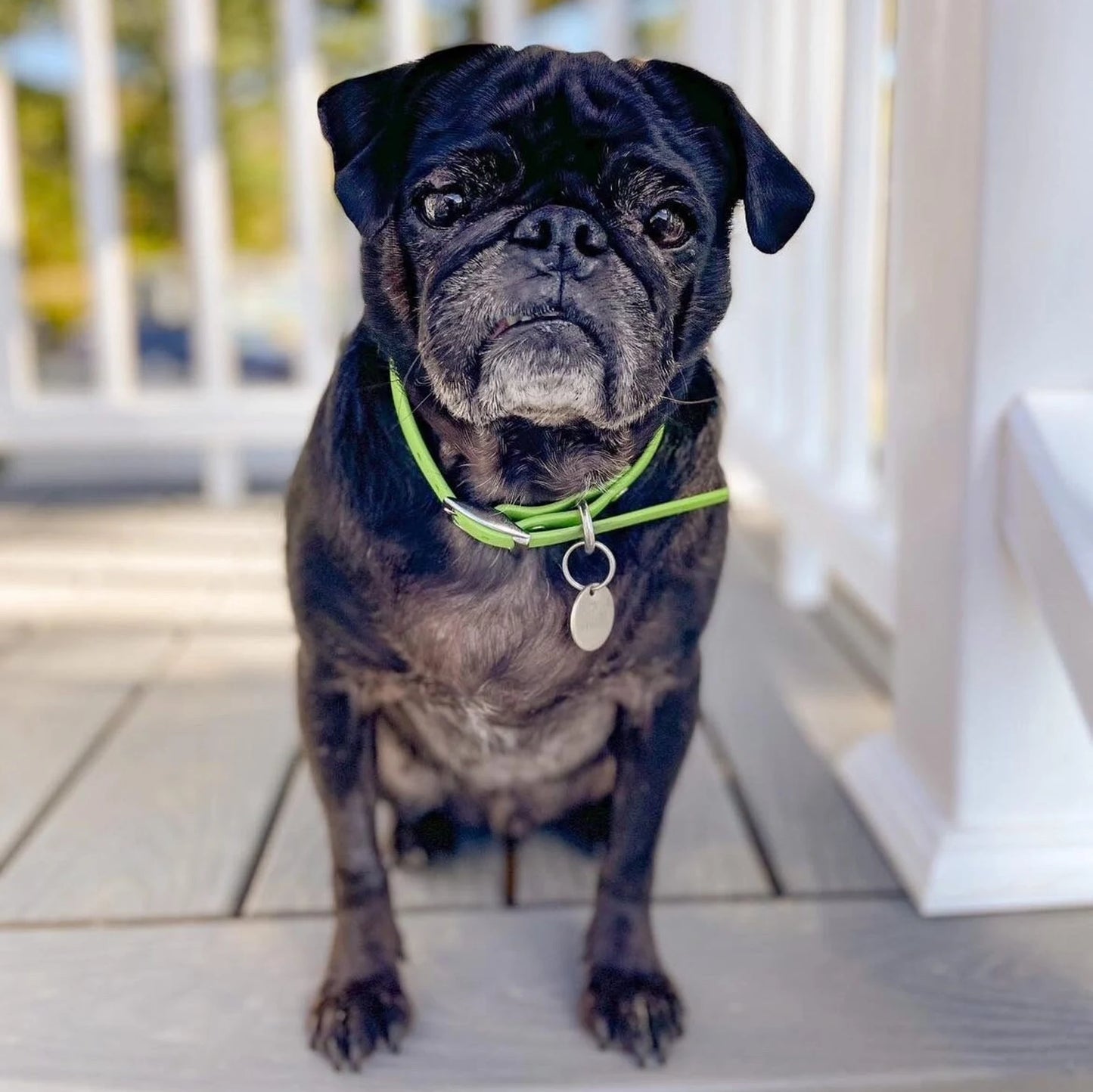 Smol 5/8" Classic Collar