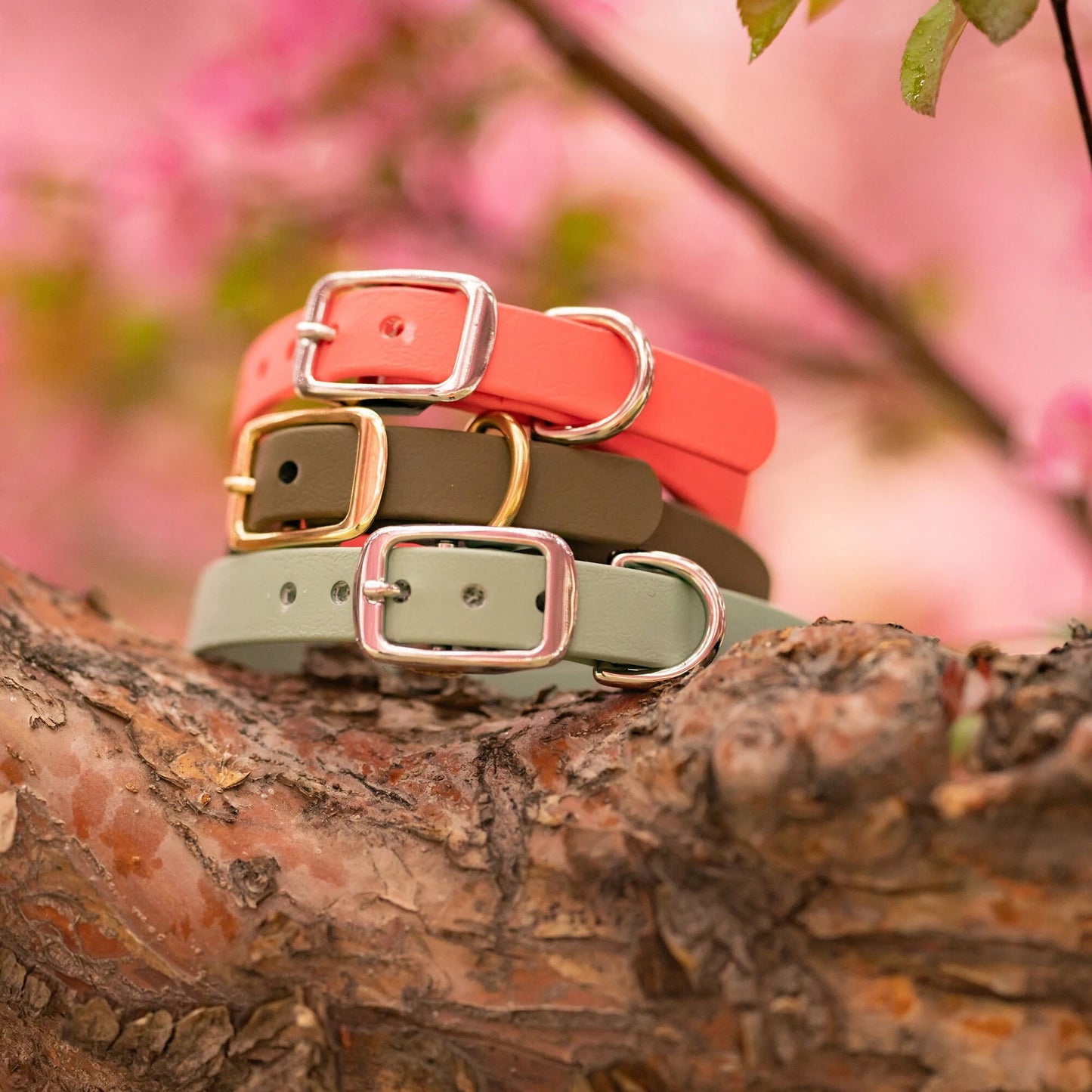 Smol 5/8" Classic Collar